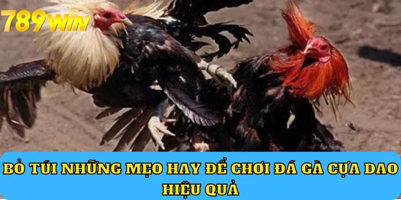 Bỏ túi những mẹo hay để chơi đá gà cựa dao hiệu quả