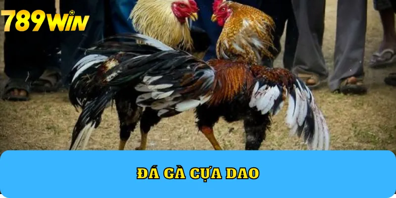 đá gà cựa dao