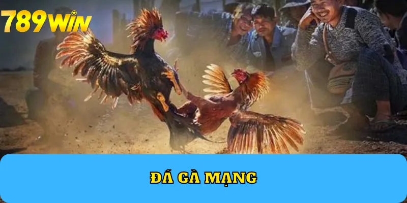 đá gà mạng