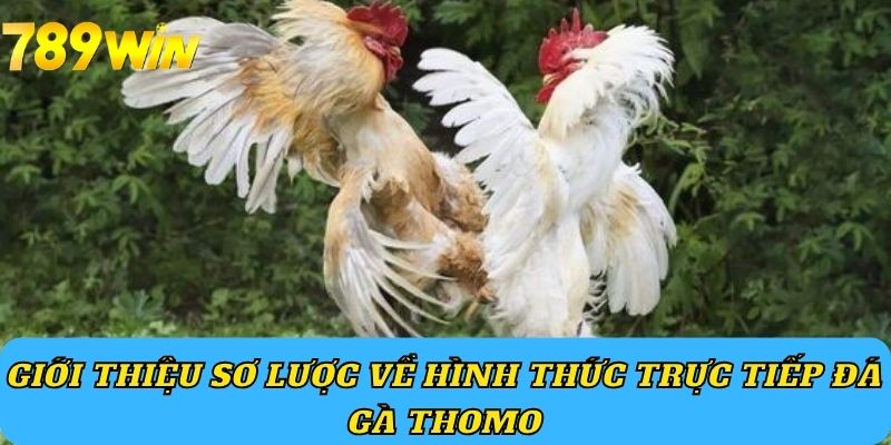 Giới thiệu sơ lược về hình thức trực tiếp đá gà Thomo