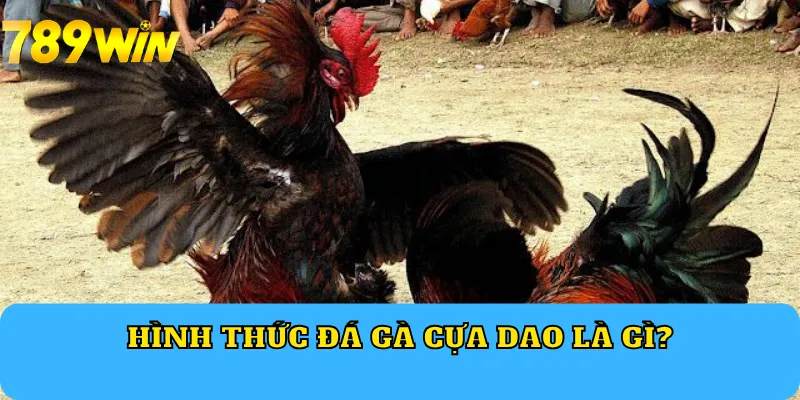 Hình thức đá gà cựa dao là gì?