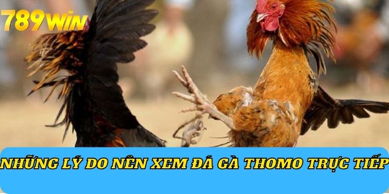 Những lý do nên xem đá gà Thomo trực tiếp