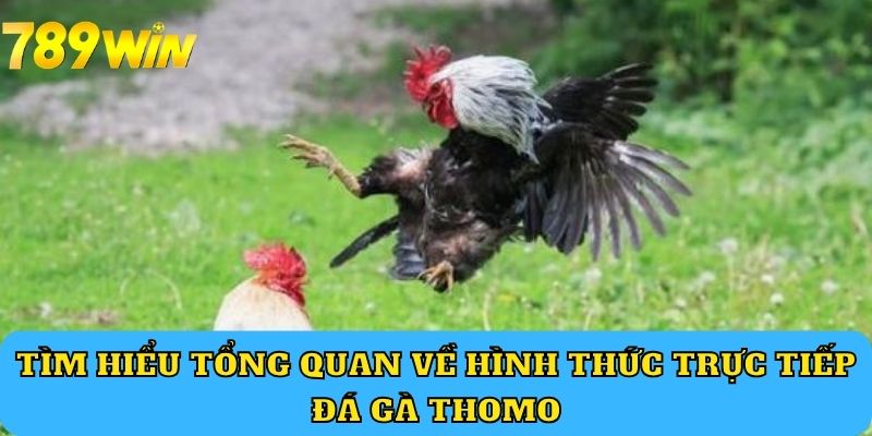 Tìm hiểu tổng quan về hình thức trực tiếp đá gà Thomo