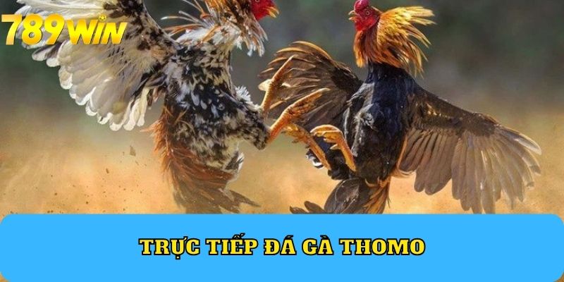 Trực tiếp đá gà Thomo