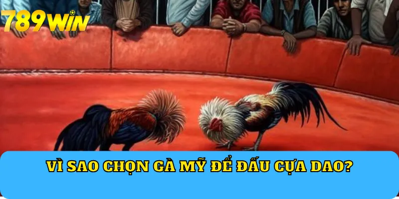 Vì sao chọn gà Mỹ để đấu cựa dao?